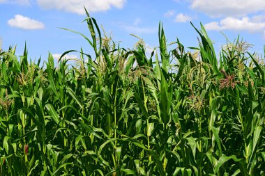 Mısır bulutlar kırsal manzara altında yeşil sapı.