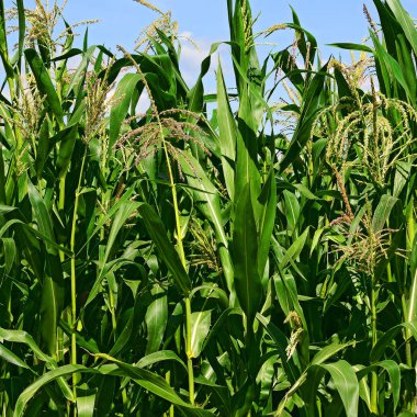 Mısır bulutlar kırsal manzara altında yeşil sapı.