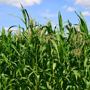 Mısır bulutlar kırsal manzara altında yeşil sapı.