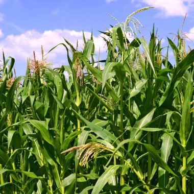 Mısır bulutlar kırsal manzara altında yeşil sapı.