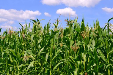 Mısır bulutlar kırsal manzara altında yeşil sapı.