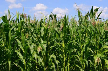 Mısır bulutlar kırsal manzara altında yeşil sapı.