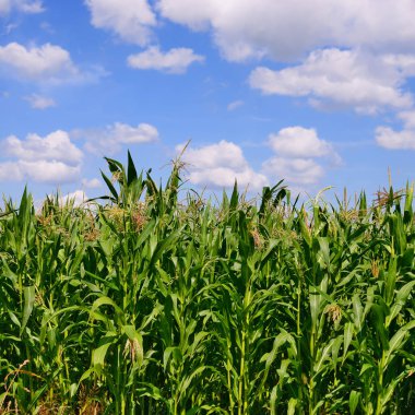 Mısır bulutlar kırsal manzara altında yeşil sapı.