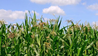 Mısır bulutlar kırsal manzara altında yeşil sapı.