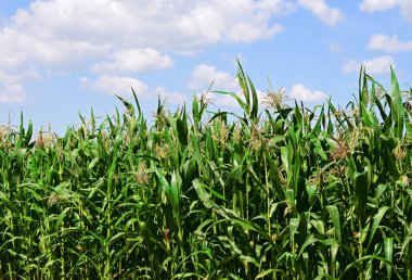 Mısır bulutlar kırsal manzara altında yeşil sapı.