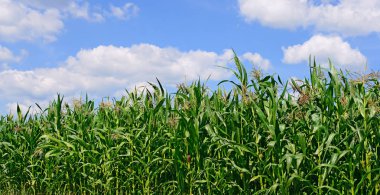 Mısır bulutlar kırsal manzara altında yeşil sapı.