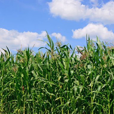 Mısır bulutlar kırsal manzara altında yeşil sapı.