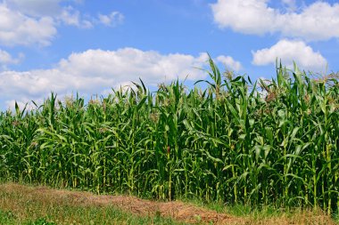 Mısır bulutlar kırsal manzara altında yeşil sapı.