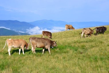 bir yaz yaz kırsal manzara mera üzerinde ineklerin.