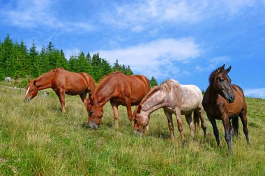atları yaz dağ içinde kırsal manzara mera.