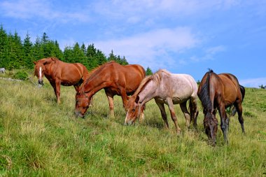 atları yaz dağ içinde kırsal manzara mera.