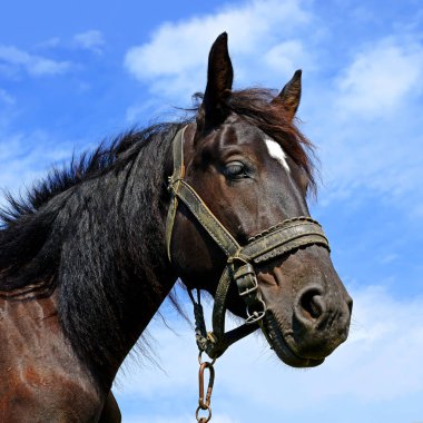 Head of a horse against blue sky.