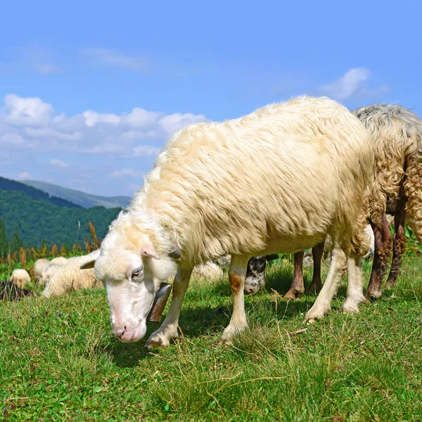 Πρόβατα Στα Βουνά Ένα Καλοκαιρινό Τοπίο — Φωτογραφία Αρχείου