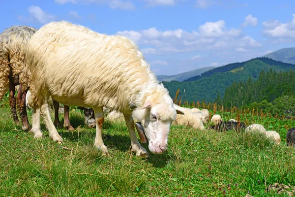 Bir Yaz Manzara Dağda Koyun — Stok fotoğraf