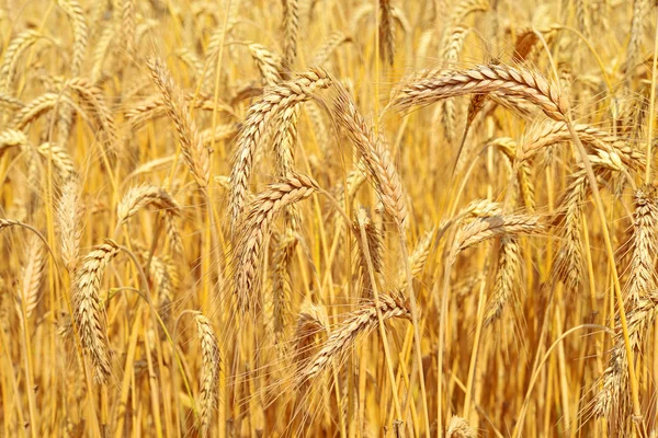 Campo Grano Paisaje Rural — Foto de Stock