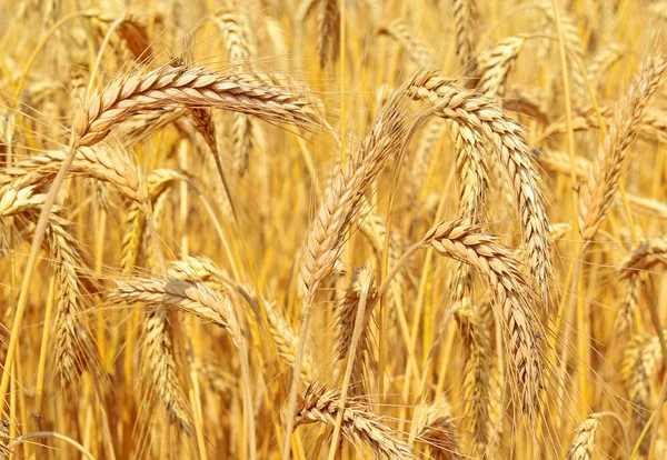 Campo Grano Paisaje Rural — Foto de Stock