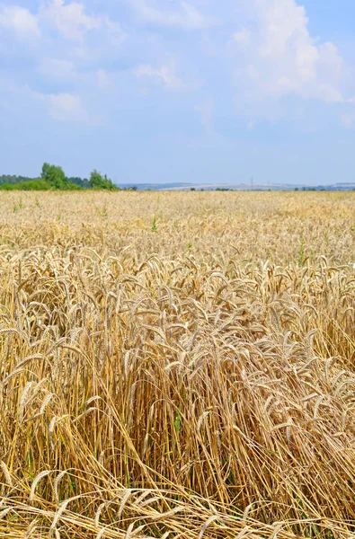 Korn Fältet Landsbygdens Landskap — Stockfoto