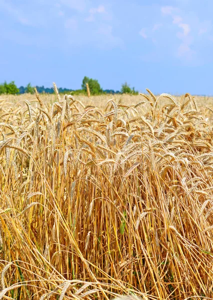 Korn Fältet Landsbygdens Landskap — Stockfoto