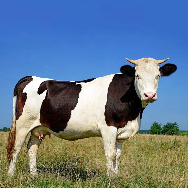 Cow Summer Pasture Sunny Day — Foto Stock