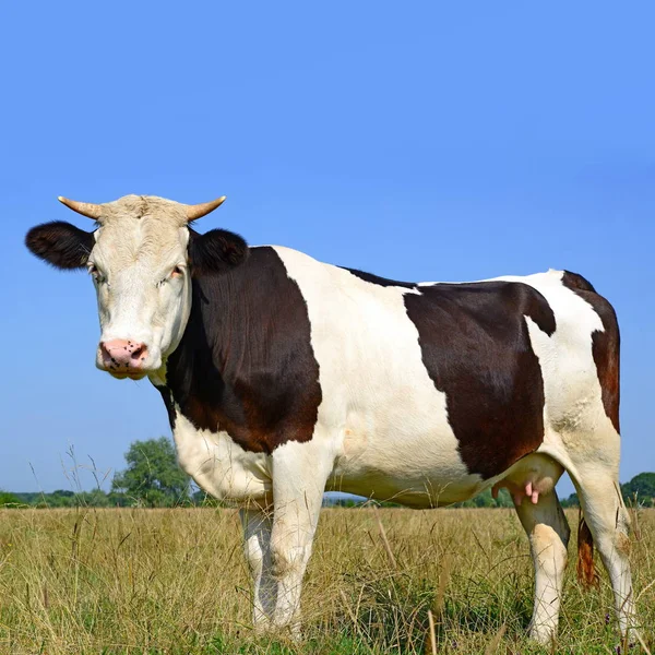 Cow Summer Pasture Sunny Day — ストック写真