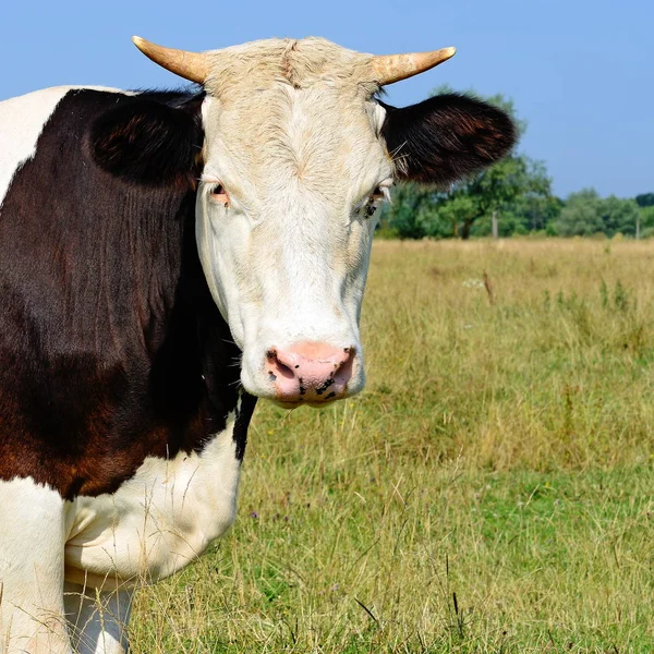 Vaca Pasto Verano Día Soleado — Foto de Stock