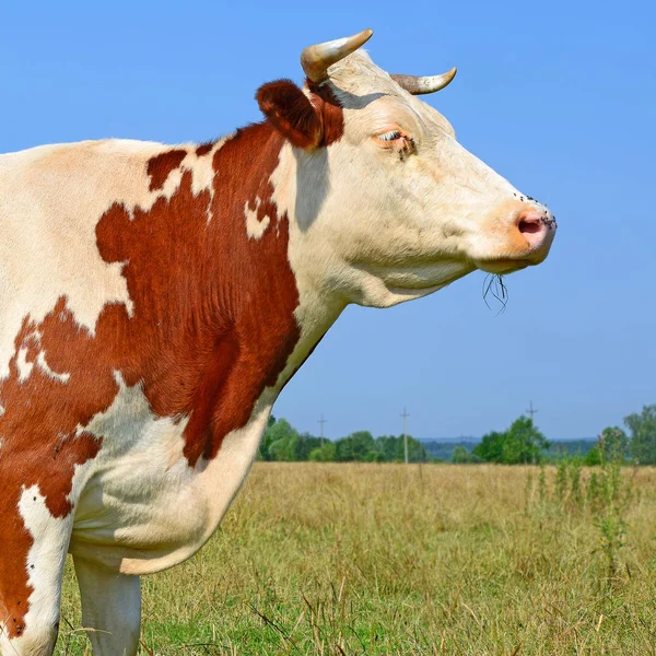 Cow Summer Pasture Sunny Day — Stockfoto