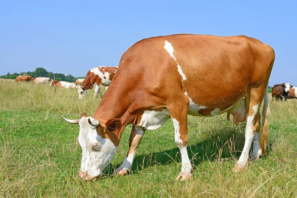 Αγελάδες Καλοκαιρινό Βοσκότοπο Ηλιόλουστη Μέρα — Φωτογραφία Αρχείου