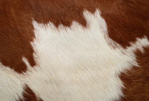 Fragment Cow Skin — Stockfoto