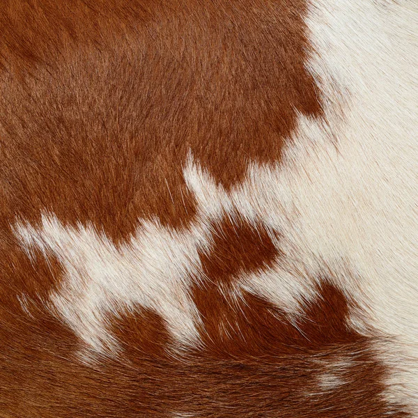 Ένα Θραύσμα Δέρματος Αγελάδας — Φωτογραφία Αρχείου
