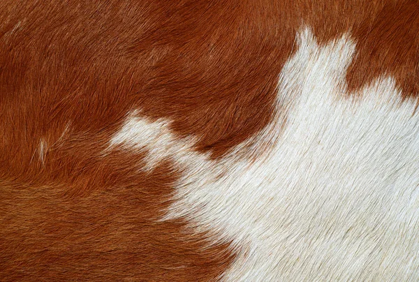 Fragment Cow Skin — Stock Photo, Image