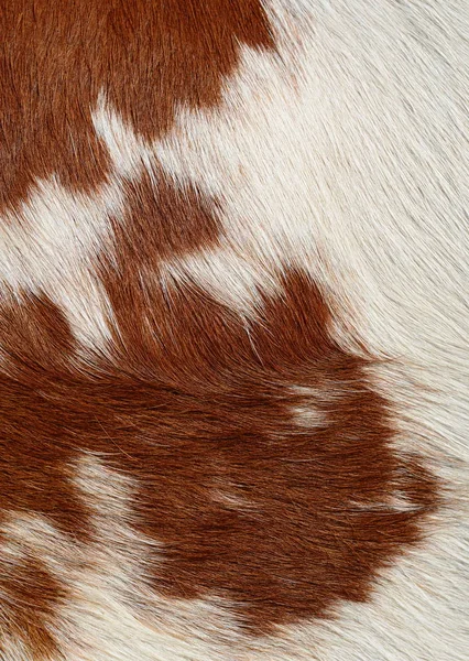 Fragment Cow Skin — ストック写真