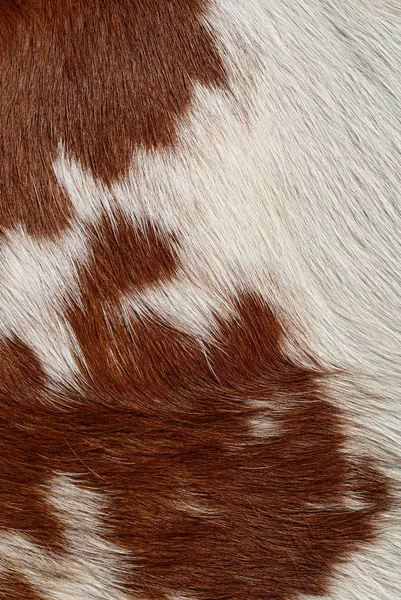 Fragment Skóry Krowy — Zdjęcie stockowe