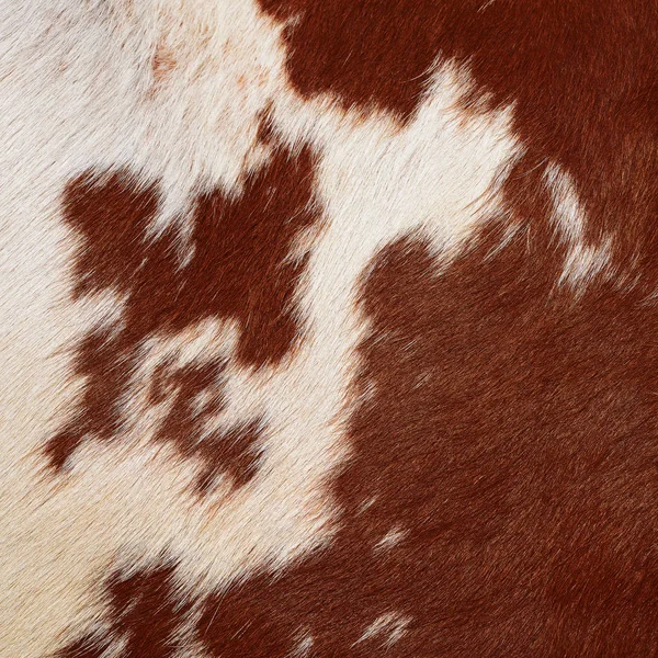 Fragment Cow Skin — ストック写真