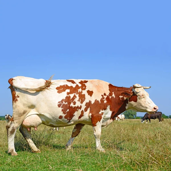 Корова Літньому Пасовищі Сонячний День — стокове фото