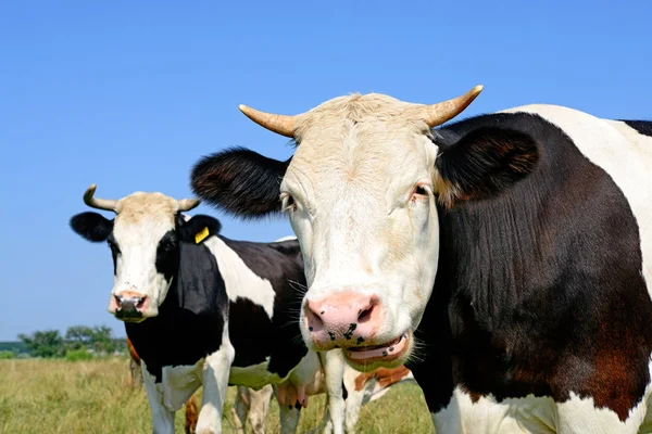 Cows Summer Pasture Summer Rural Landscape — Stock Photo, Image