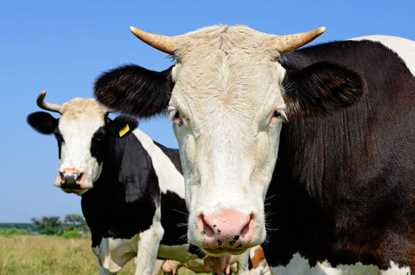 Cows Summer Pasture Summer Rural Landscape — Stock Photo, Image