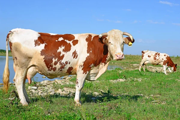 Mucche Pascolo Estivo Paesaggio Rurale Estivo — Foto Stock