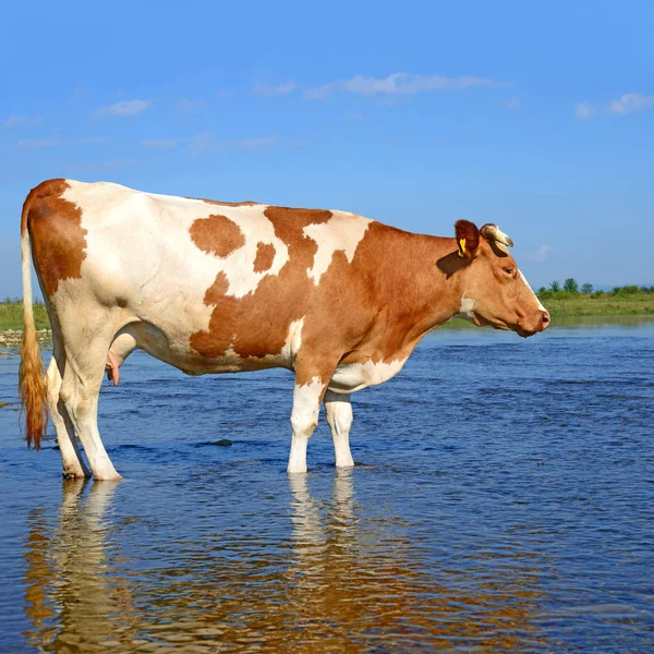 Beautiful Cow Summer Meadow — Stockfoto