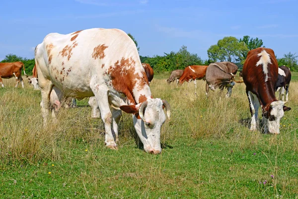 Cows Summer Pasture Summer Rural Landscape — Stock Photo, Image