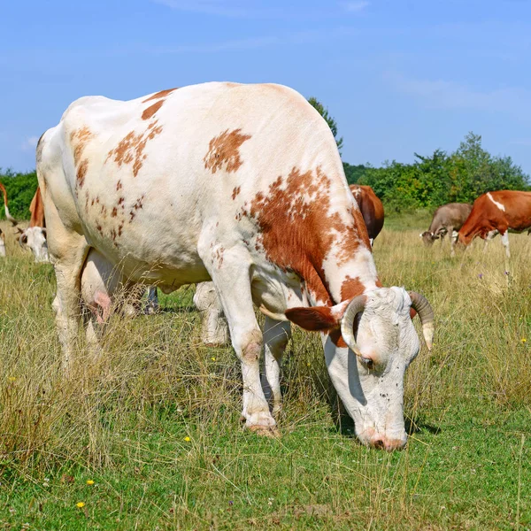 夏の農村景観における夏放牧牛 — ストック写真