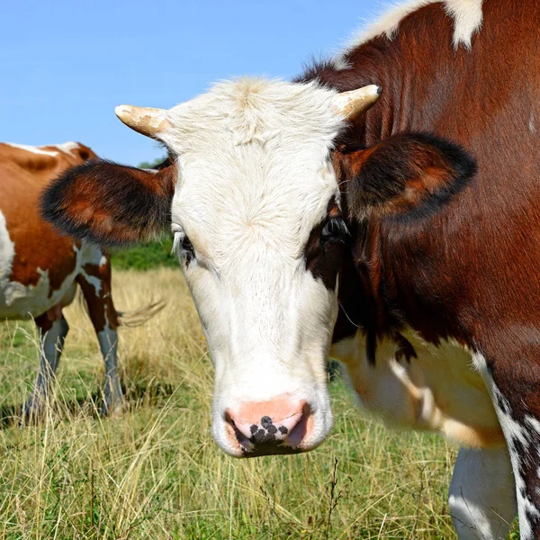 Vaches Sur Pâturage Été Dans Paysage Rural Été — Photo