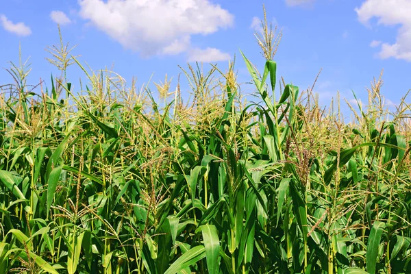 Des Tiges Vertes Maïs Sous Les Nuages Dans Paysage Rural — Photo