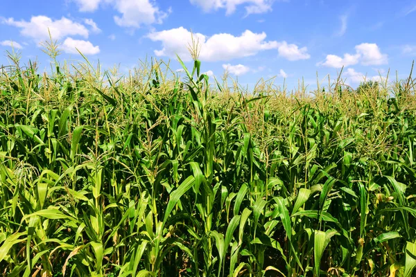 Groene Stengels Van Maïs Onder Wolken Een Landelijke Omgeving — Stockfoto