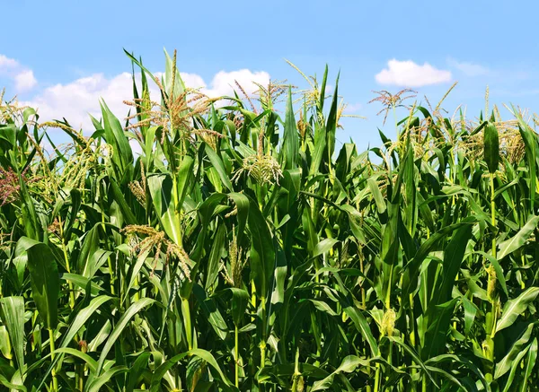 Groene Stengels Van Maïs Onder Wolken Een Landelijke Omgeving — Stockfoto