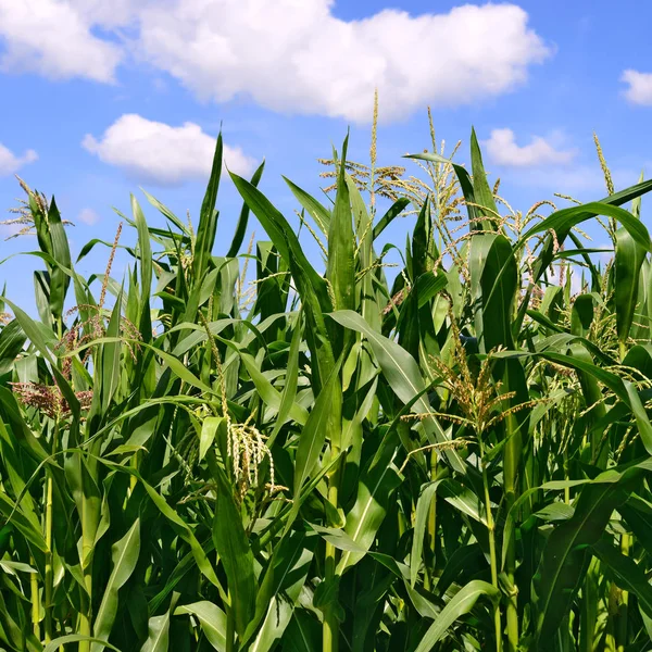 Green Stalks Corn Clouds Rural Landscape — Stock Photo, Image