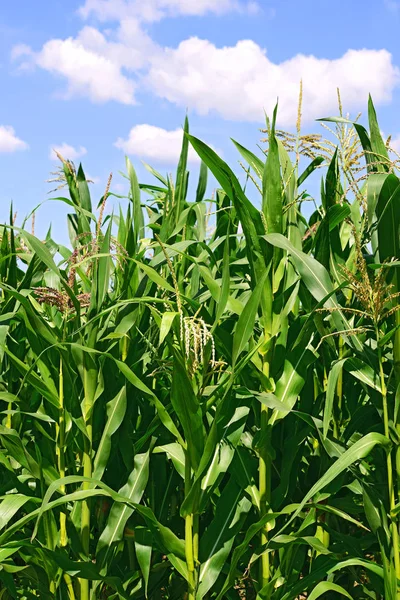 Gambi Verdi Grano Sotto Nuvole Paesaggio Rurale — Foto Stock