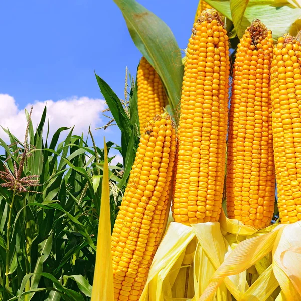 Close Ripe Corn Cobs Field — Fotografia de Stock