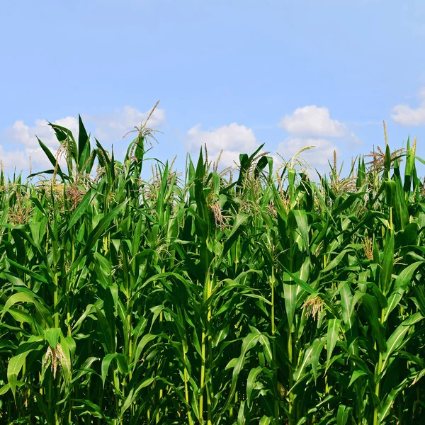 Gambi Verdi Grano Sotto Nuvole Paesaggio Rurale — Foto Stock