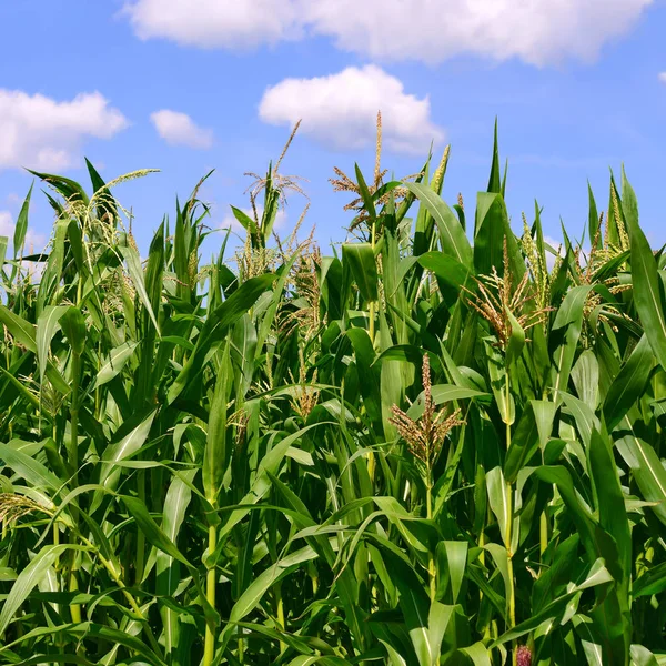 Зеленые Стебли Кукурузы Облаками Сельской Местности — стоковое фото