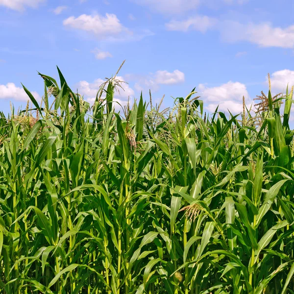 Groene Stengels Van Maïs Onder Wolken Een Landelijke Omgeving — Stockfoto